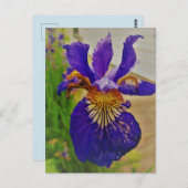 Blue Flag Iris Fleur de Lys French Canada Quebec Briefkaart (Voorkant / Achterkant)
