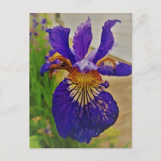 Blue Flag Iris Fleur de Lys French Canada Quebec Briefkaart (Voorkant)