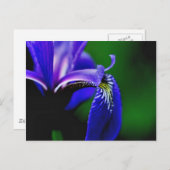 Blue Flag Iris Flower Photography Briefkaart (Voorkant / Achterkant)