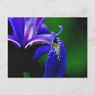 Blue Flag Iris Flower Photography Briefkaart