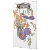 Blue Florida Scrub Jay Audubon Birds met Sinaasapp Klembord (Links)