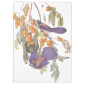 Blue Florida Scrub Jay Audubon Birds met Sinaasapp Klembord (Achterkant)