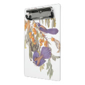 Blue Florida Scrub Jay Audubon Birds met Sinaasapp Mini Klembord (Angled2)