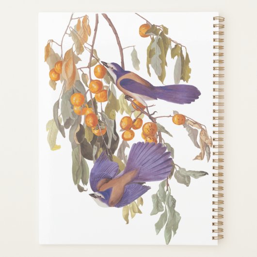 Blue Florida Scrub Jay Audubon Birds met Sinaasapp Planner (Achterkant)