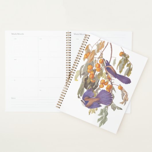 Blue Florida Scrub Jay Audubon Oiseaux avec Orange (Devant avec enveloppe)