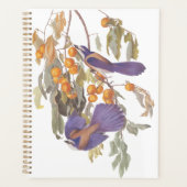 Blue Florida Scrub Jay Audubon Oiseaux avec Orange (Devant)