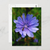Blue Flower-postkaart Briefkaart (Voorkant / Achterkant)
