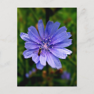 Blue Flower-postkaart Briefkaart