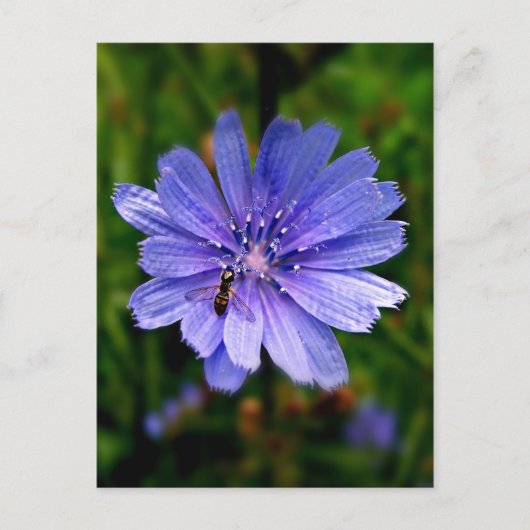 Blue Flower-postkaart Briefkaart (Voorkant)