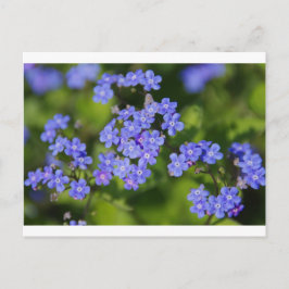 Blue Flowers Blossom Destiny Peace Love Park Vine Briefkaart