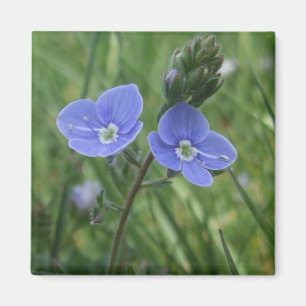 Blue Flowers Magnet Magneet