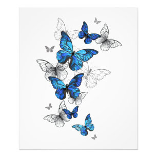 Blue Flying Butterflies Morpho Foto Afdruk