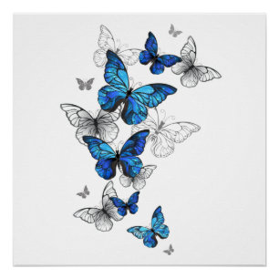Blue Flying Butterflies Morpho Perfect Poster
