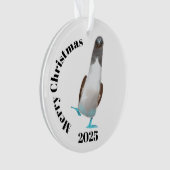 Blue-footed biddy (devant)