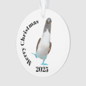 Blue-footed biddy (devant)