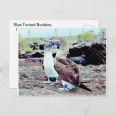 Blue Footed Boobies, Galapagos-eilanden Briefkaart (Voorkant / Achterkant)