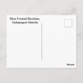 Blue Footed Boobies, Galapagos-eilanden Briefkaart (Achterkant)