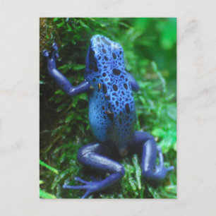 blue-frog-1.jpg briefkaart