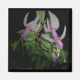 Blue Fushia Magnet Magneet