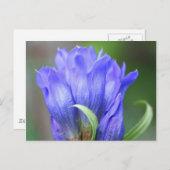 Blue Gentian Flower Photography Briefkaart (Voorkant / Achterkant)