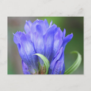 Blue Gentian Flower Photography Briefkaart
