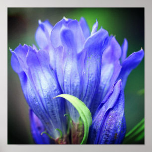 Blue Gentian Flower Poster