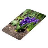 Blue Geocinth in Spring Magneet (Linkerzijde)