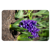 Blue Geocinth in Spring Magneet (Horizontaal)