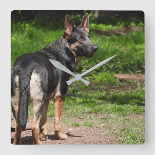 Blue German Shepherd Clock Vierkante Klok (Voorkant)