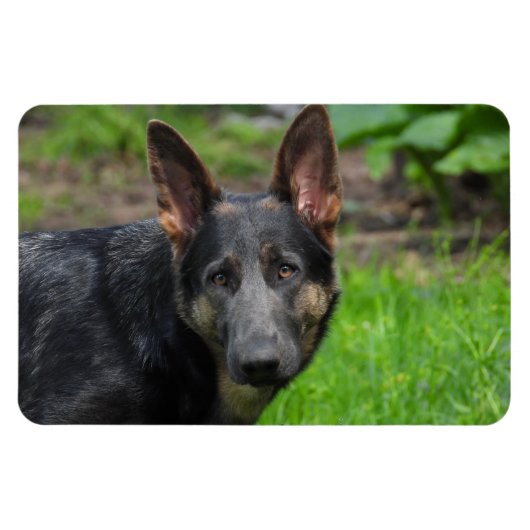 Blue German Shepherd Magneet (Horizontaal)