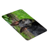 Blue German Shepherd Magneet (Rechterzijde)