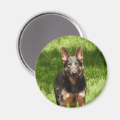 Blue German Shepherd Magneet (Voorkant / Achterkant)