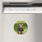 Blue German Shepherd Magneet (Insitu (Vaatwasser))