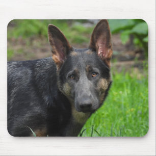 Blue German Shepherd Muismat