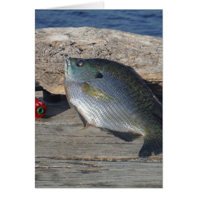 Blue Gill on the dock (Devant)