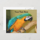 Blue Gold Macaw Parrot Briefkaart (Voorkant / Achterkant)