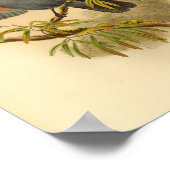 Blue Grey Campephaga Cuckoo Bird  Print (Hoek)