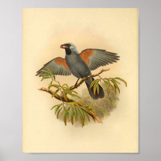 Blue Grey Campephaga Cuckoo Bird  Print (Voorkant)