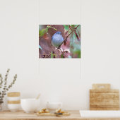 Blue-Grey Gnatcatcher Backyard Bird Poster (Keuken)