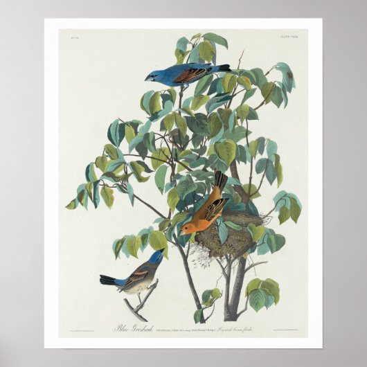 Blue Grosbeak par Audubon Poster (Devant)