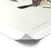 Blue Grosbeak par Audubon Poster (Coin)