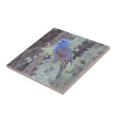 Blue Grosbeak Tegeltje (Zijkant)