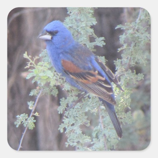 Blue Grosbeak Vierkante Sticker (Voorkant)