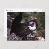 Blue Grouse Wildlife Series # 1 Briefkaart (Voorkant / Achterkant)