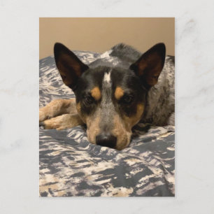Blue Heeler Briefkaart