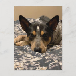 Blue Heeler Briefkaart