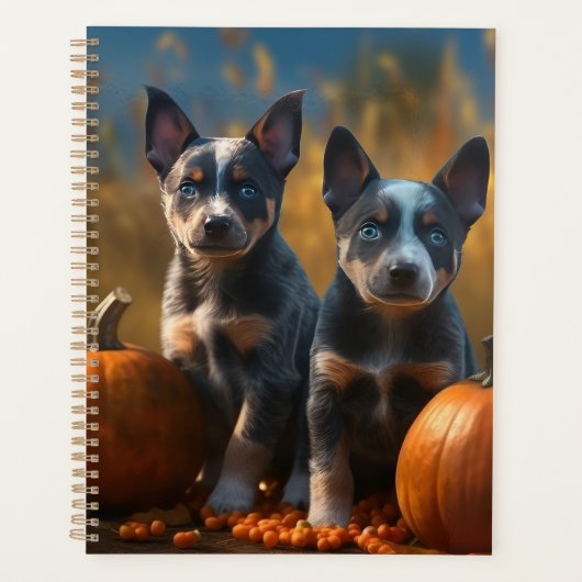 Blue Heeler Chiot Automne Citrouille de plaisir (Devant)
