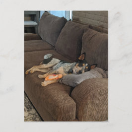 Blue Heeler die op papa wacht om thuis te komen Briefkaart