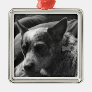 Blue Heeler Metalen Ornament