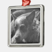 Blue Heeler Metalen Ornament (Links)